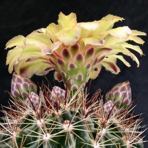 Hamatocactus_setispinus_1